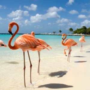 Aruba: Salida en Octubre
